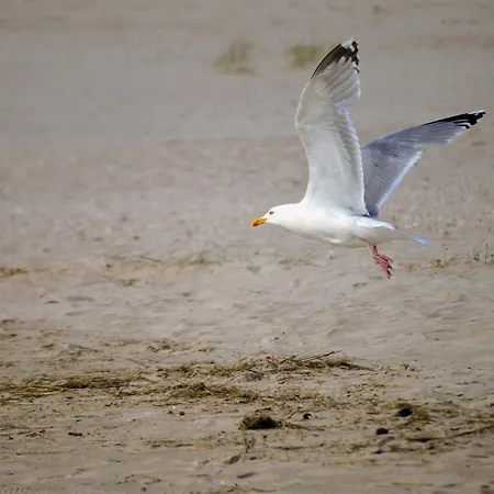 Kuestenliebe دورم نيوفيلد